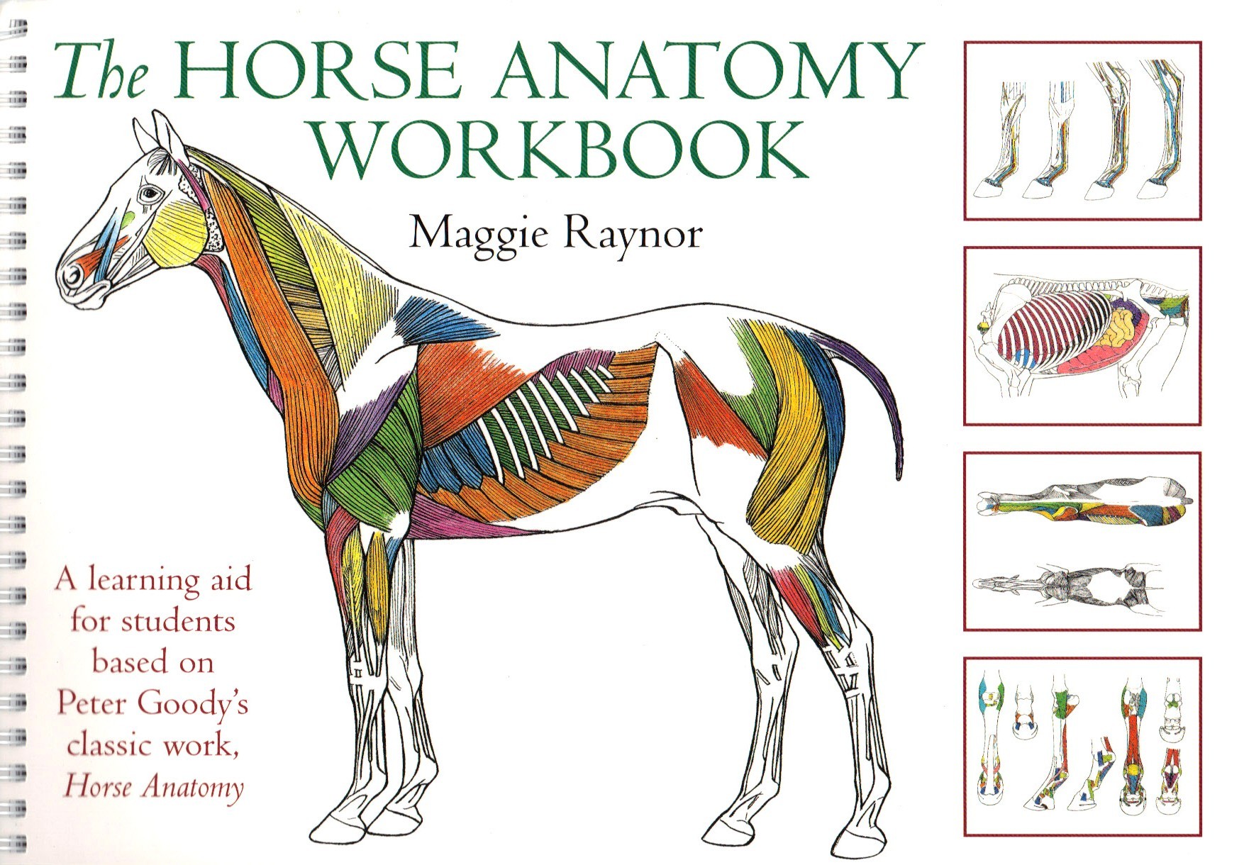 The Horse Anatomy Workbook by Maggie Raynor | trot-online