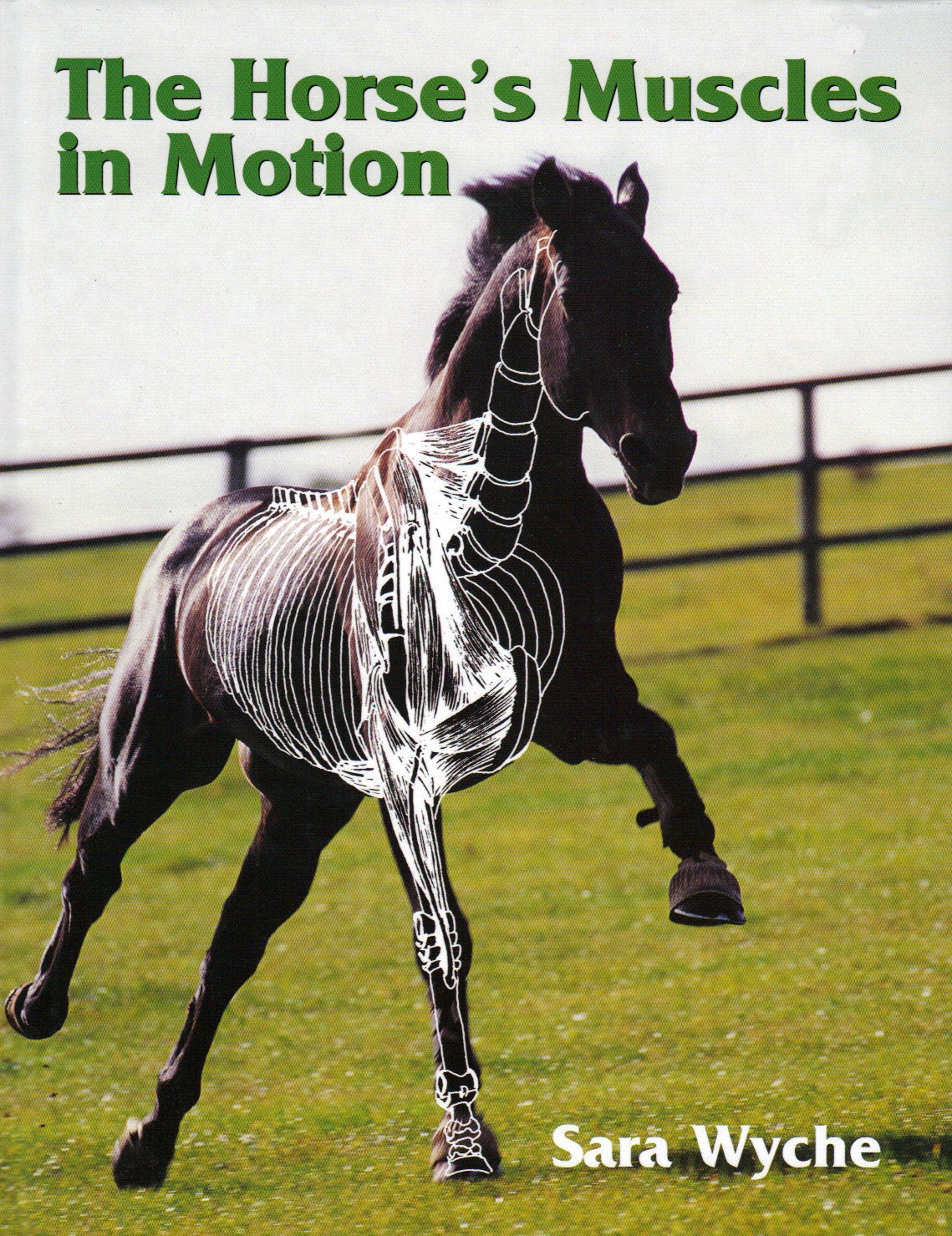 The Horse's Muscles in Motion by Sara Wyche from trot-online