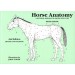 Book Horse Anatomy A Pictorial Approach To Equine Structure by Peter Goody from trot-online