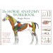 The Horse Anatomy Workbook by Maggie Raynor | trot-online
